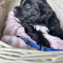 Royal blue collar - Black and white male Aussiedoodle puppy in Valdosta, Georgia from Fifth Day Farm
