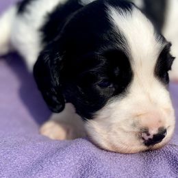 Sage - English Springer Spaniel puppy from Hurds Hound Haven