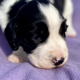 Sage - English Springer Spaniel puppy from Hurds Hound Haven
