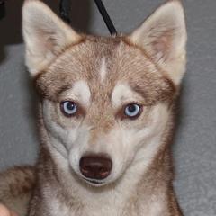 Irish - Alaskan Klee Kai
