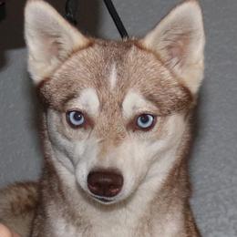 Irish - Alaskan Klee Kai