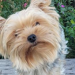 Yorkshire Terriers from Bridget Dykema