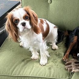 Cavalier King Charles Spaniels from Bobbi’s Cavalier Cuties