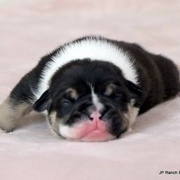 Dax - Black tri-color male Bulldog puppy in Winnsboro, Texas from JP Ranch Bulldogs