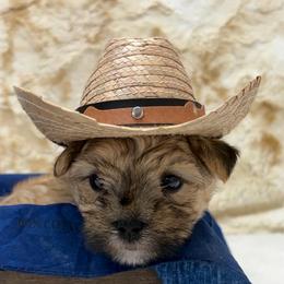 Ollie - Gold male Morkie puppy in Monticello, Iowa from Ashley’s Puppies