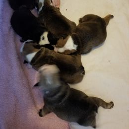 English Bulldog and French Bulldog Puppies from Bullwrinklz