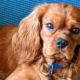 Wily - Cavalier King Charles Spaniel