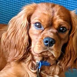 Wily - Cavalier King Charles Spaniel