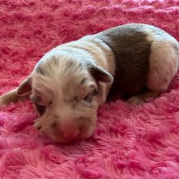Girl 1 - Red merle female Miniature Australian Shepherd puppy in Turner, Maine from Bear Pond Aussies / Leonbergers of Maine