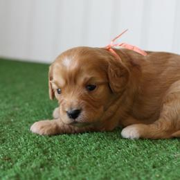 Dill - Red male Cavapoo puppy in Springtown, Texas from North Texas Puppies