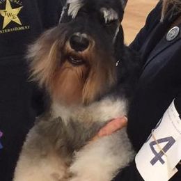 Black Russian Terriers and Miniature Schnauzers from Opal Ridge
