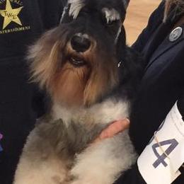 Black Russian Terriers and Miniature Schnauzers from Opal Ridge