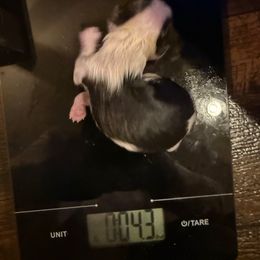 Chocolate parti male - Parti male Yorkshire Terrier puppy in Grove Hill, Alabama from Huntington Yorkies