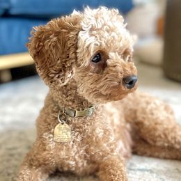 Ginger - Goldendoodle