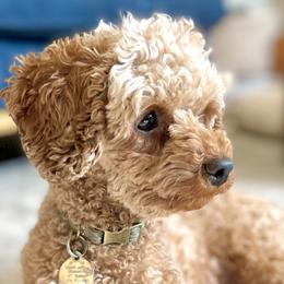 Ginger - Goldendoodle