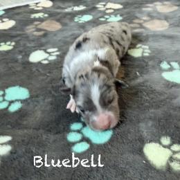 Bluebell - Blue merle female Australian Shepherd puppy in Ellensburg, Washington from Creekside Aussies