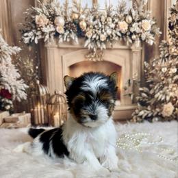 Mia 4400  Tiny.. - Black tan and white female Biewer Terrier puppy in Nicholls, Georgia from Southeast Biewers