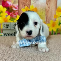 Boy two - Black and cream male Dachshund puppy in Lakeland, Florida from Ruthie’s Rich Mini Dachshunds