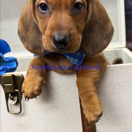 Lynyrd - Red male Dachshund puppy in Leoma, Tennessee from Southbound Kennel