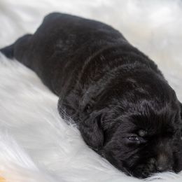Blue collar - Black female Labrador Retriever puppy in Reno, Nevada from Nevada Labradors