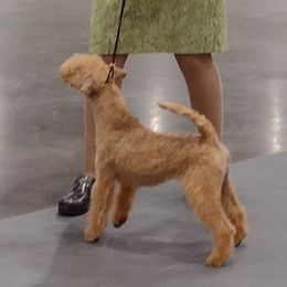 Giant Schnauzer and Lakeland Terrier Puppies from Lazy VL Lakelands