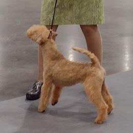 Giant Schnauzer and Lakeland Terrier Puppies from Lazy VL Lakelands