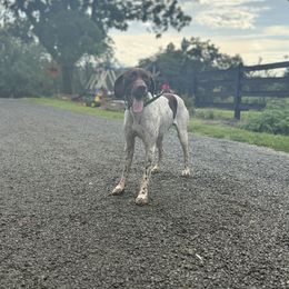 Sarge - German Shorthaired Pointer