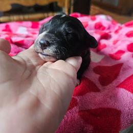 Scotch - Black tri male Miniature American Shepherd puppy in New Providence, Pennsylvania from Tons of Kisses