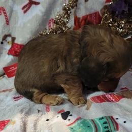 Dachshund Puppies from CLARK'S BREEDING PROGRAM