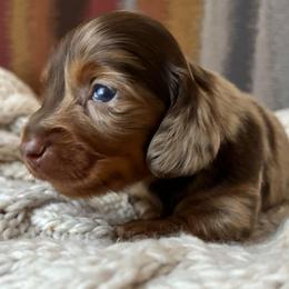 Chocolate Tan Dapple 2 - Dapple male Dachshund puppy in Mesa, Arizona from Ruby Desert Doxies