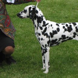 Dalmatians from Diamond D Dalmatians
