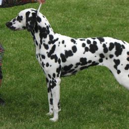 Dalmatians from Diamond D Dalmatians
