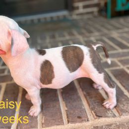 American Staffordshire Terrier Puppies from Winterwood Amstaffs