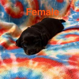 Girl 2 - Black and tan female Dachshund puppy in Winton, North Carolina from Parker’s all American Doxies