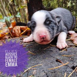Emma - Red tri female Miniature Australian Shepherd puppy in Kettle Falls, Washington from Ellie's Miniature Australian Shepherds