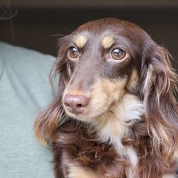 Chloe - Dachshund
