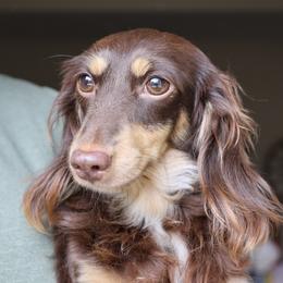 Chloe - Dachshund