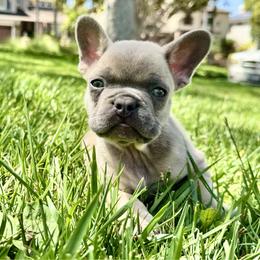 Boy 1 - Blue fawn male French Bulldog puppy in Walnut, California from Flores Frenchies