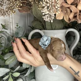 Yellow - Red female Cavapoo puppy in Ephrata, Washington from Gingers Cavapoo’s