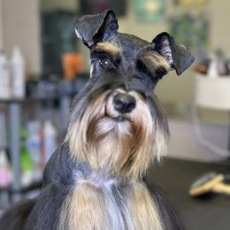 Lola - Miniature Schnauzer