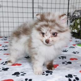 Dior - Chocolate merle male Pomeranian puppy in Grand Prairie, Texas from D’ Pomlovers