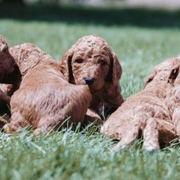 Poodle Puppies from Willow Rock Poodles