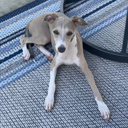 Nomi - Italian Greyhound