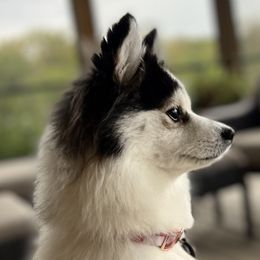 Pomskies from Summer Clark