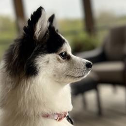Pomskies from Summer Clark