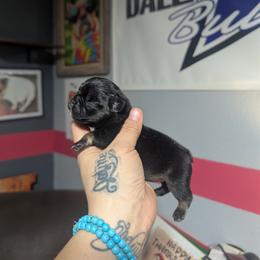 Girl 1 - Black and tan female French Bulldog puppy in Forney, Texas from Dallas Lonestar Bullies