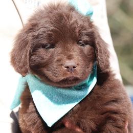 Mopsy (Teal collar) - Brown female Newfoundland puppy in Kimball Twp, Michigan from Pine River Newfoundlands