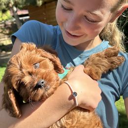 Cavapoos from Birdie's Nest