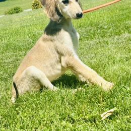 Domino male 2 - Blue and cream male Afghan Hound puppy in Carlisle, Pennsylvania from Winterberry Afghan Hounds