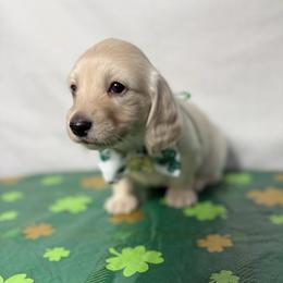Pen - Cream female Dachshund puppy in Somerset, Pennsylvania from Rae’s Dapper Dachshunds